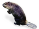 beaver1 (200 x 164).jpg